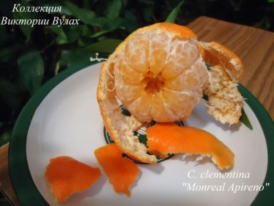 314 C. clementina Monreal Apireno4 -